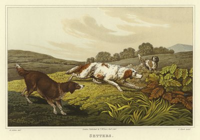 Setters - Henry Thomas Alken